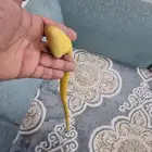 عصا شوحط مميزه جدا للبيع