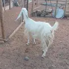 البيع معزا العدد 4