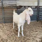 3 تيوس للبيع العمر حول 4 شهور