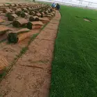 تركيب ثيل عنيزه