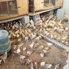 صوص دجاج بلدي هجين تركي
