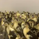 صوص بط بلدي