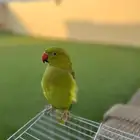 ببغاء الدره فقد قبل صلاة المغرب