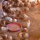 صوص دجاج بلدي هجين تركي العمر شهر