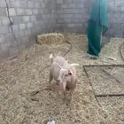 للبيع الاعز وبنتها مظاريع وتيس عمره سنتين