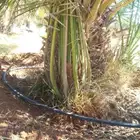 يوجد لدينا نخل للبيع