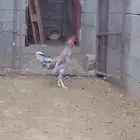 ديك بلدي للبيع لون نادر