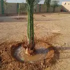 يوجد لدينا نخيل مثمر جميع الانواع وجميع مقاساته وسعارمناسبه