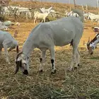 ماعز للبيع فواخر