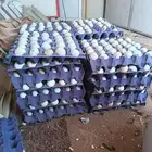 بيض بلدي للبيع صالح للاكل رقم واحد مضمون