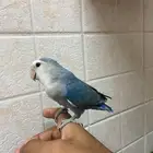 ارواز اليفه جدا مناسبه للأطفال