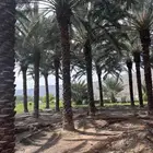نخل للبيع