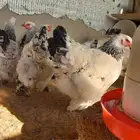 أطقم براهما كولومبي كونك فاخر