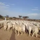 غنم طيبه العدد 100 فحولها 3 منوة القاني