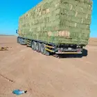 برسيم صافي مخزن