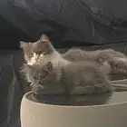 قط صغير رمادي