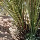 ودي نخل صقعي ومجدول احجام كبيره للبيع