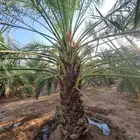 مزرعة للبيع في قرية النخيل بسعر مناسب جدا للجميع