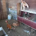 دجاج باكستاني