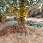 نخل مثمر نخيل اخلاص سكري برحي صقعي مجدول هلالي غر سلاطين سلج