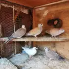 قمري هولندي