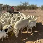 للبيع ضاني حريات