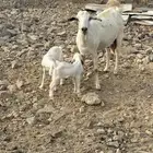 عنزتين بيشيه سديس بعيالها