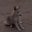 هاسكي