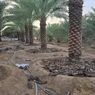 يوجد لدينا نخل عربي ووشنطني للبيع ج