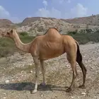 بكره جنب سديس