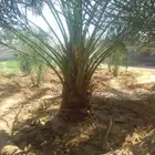 تكريب وتنضيف نخل العربي ولواشنطونيا وتغيير تربه لمناسبه وتور