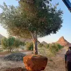 زيتون معمر وفي مثمر