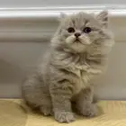 قطه للبيع