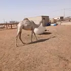 بكرة حقة شقحاء رمانية لأهل التميز