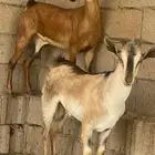 اولاد وعل الموقع القنفذه