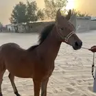 مهر شعبي للبيع
