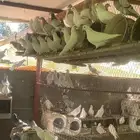 حمام فرنسي لاحم البيع العدد  200 جوز