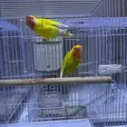 زوج روز منتج تم البيع