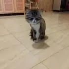 قط كبير في السن لتبني