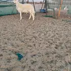 طلي حري مشروع فحل فاخر