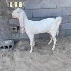 عنز هولنديه خصم