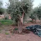 يوجد لدينا جميع انواع الأشجار التوصل علا