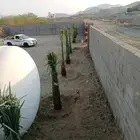 يوجد لدينا جميع انواع النخيل