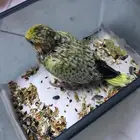 للبيع فرخ كروان كوكتيل