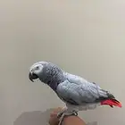 كاسكو اليف ومتكلم