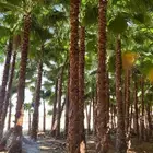 النخل واشنطونياء زينه للبيع