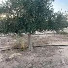 شجر زيتون كبير صوراني و بيكوال