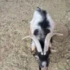 ماعز قزم فحل