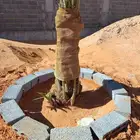 يوجد لدينا نخل فسائل وفراخه وجثايث للبيع