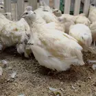 سمان تكساس العملاق امهات